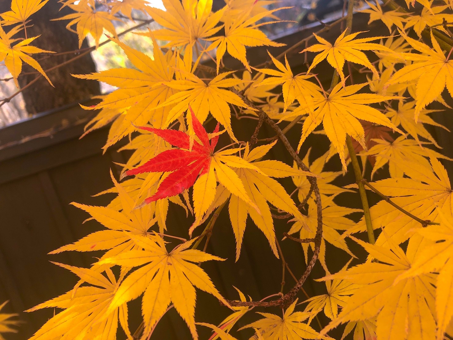 紅葉?