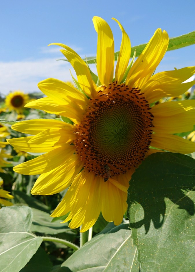 夏の思いで