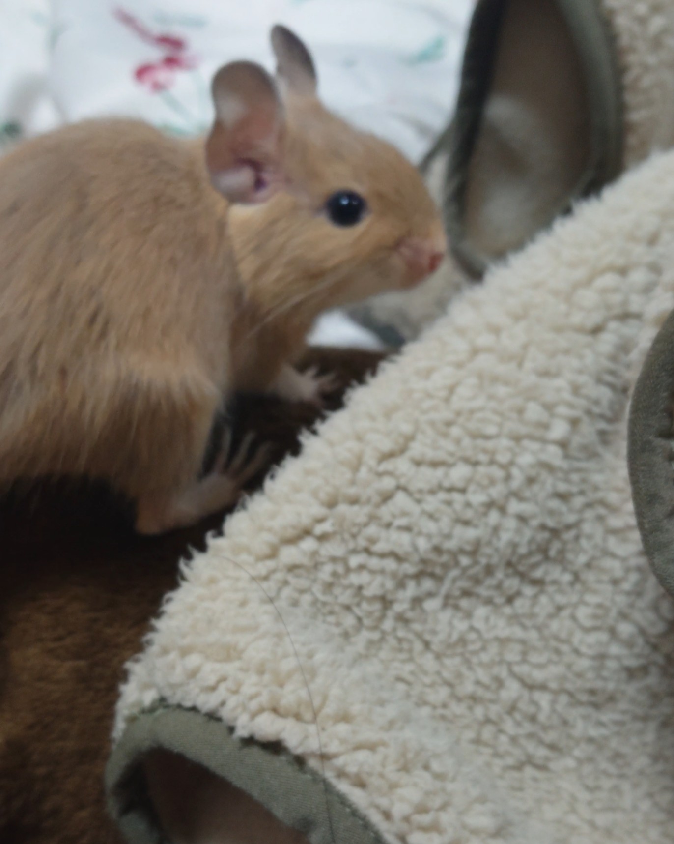 でぐー🐹