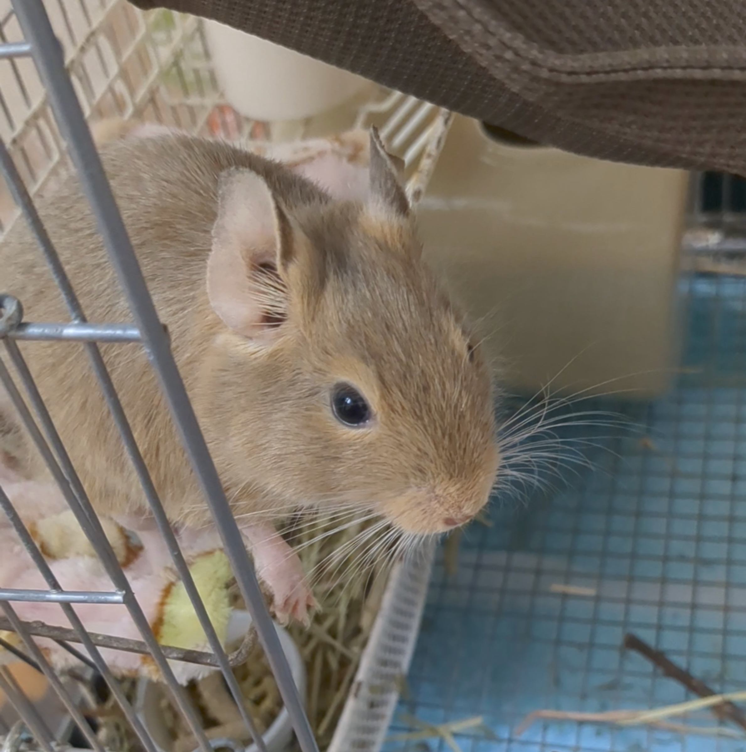 🐹すたぐらむ
