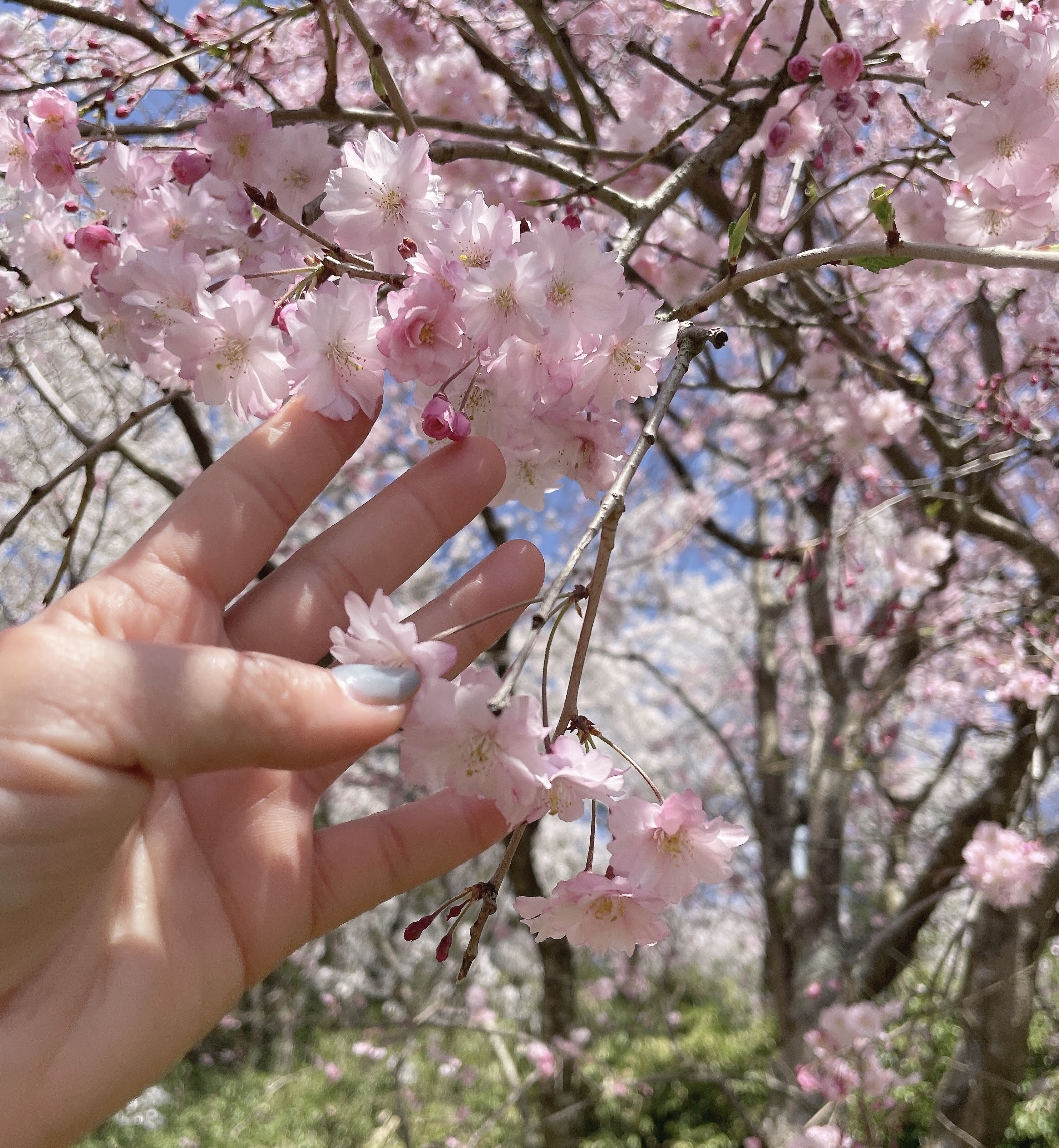 ラーメンと桜