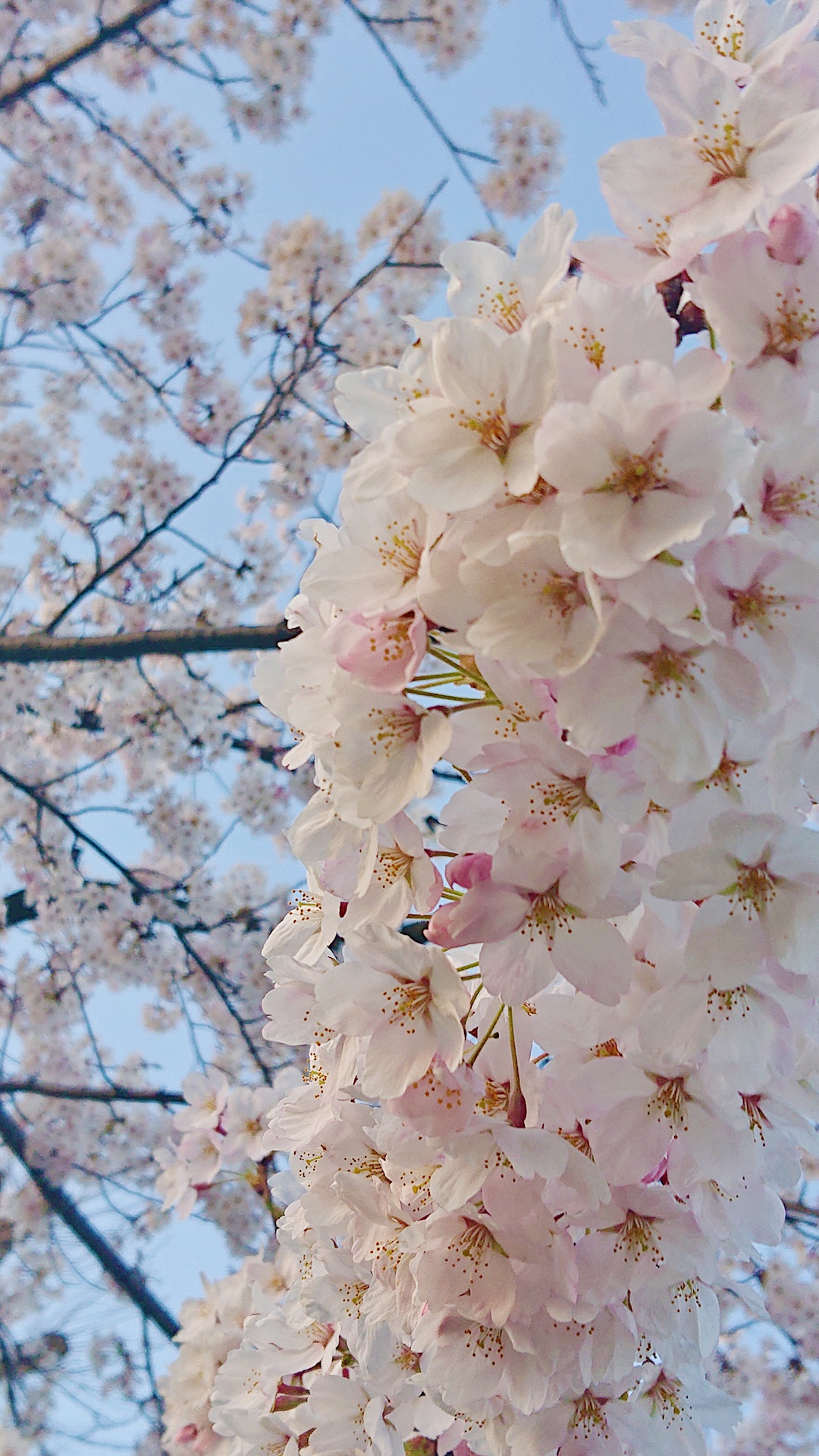 ❀❀