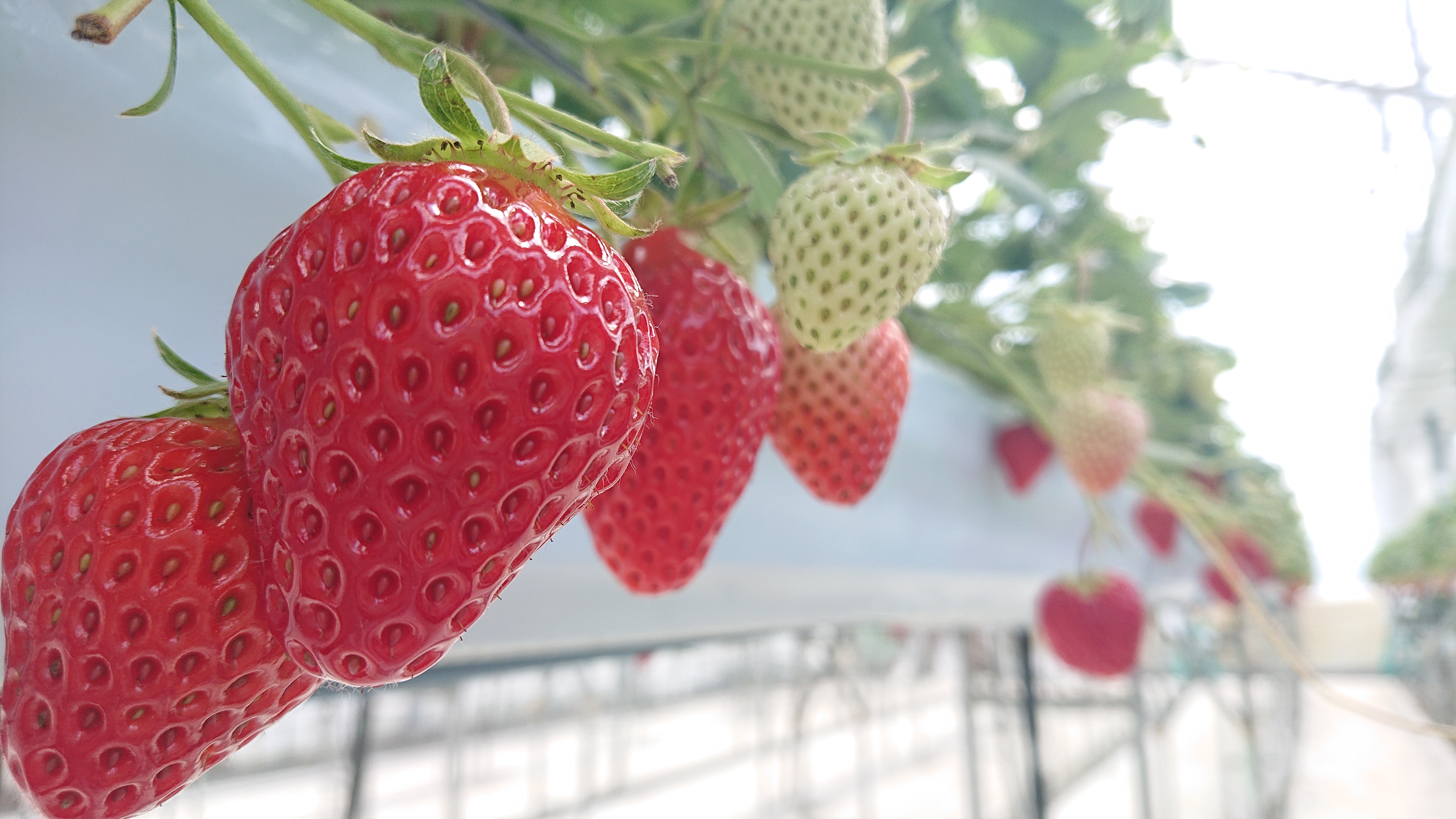 いちごちゃん🍓