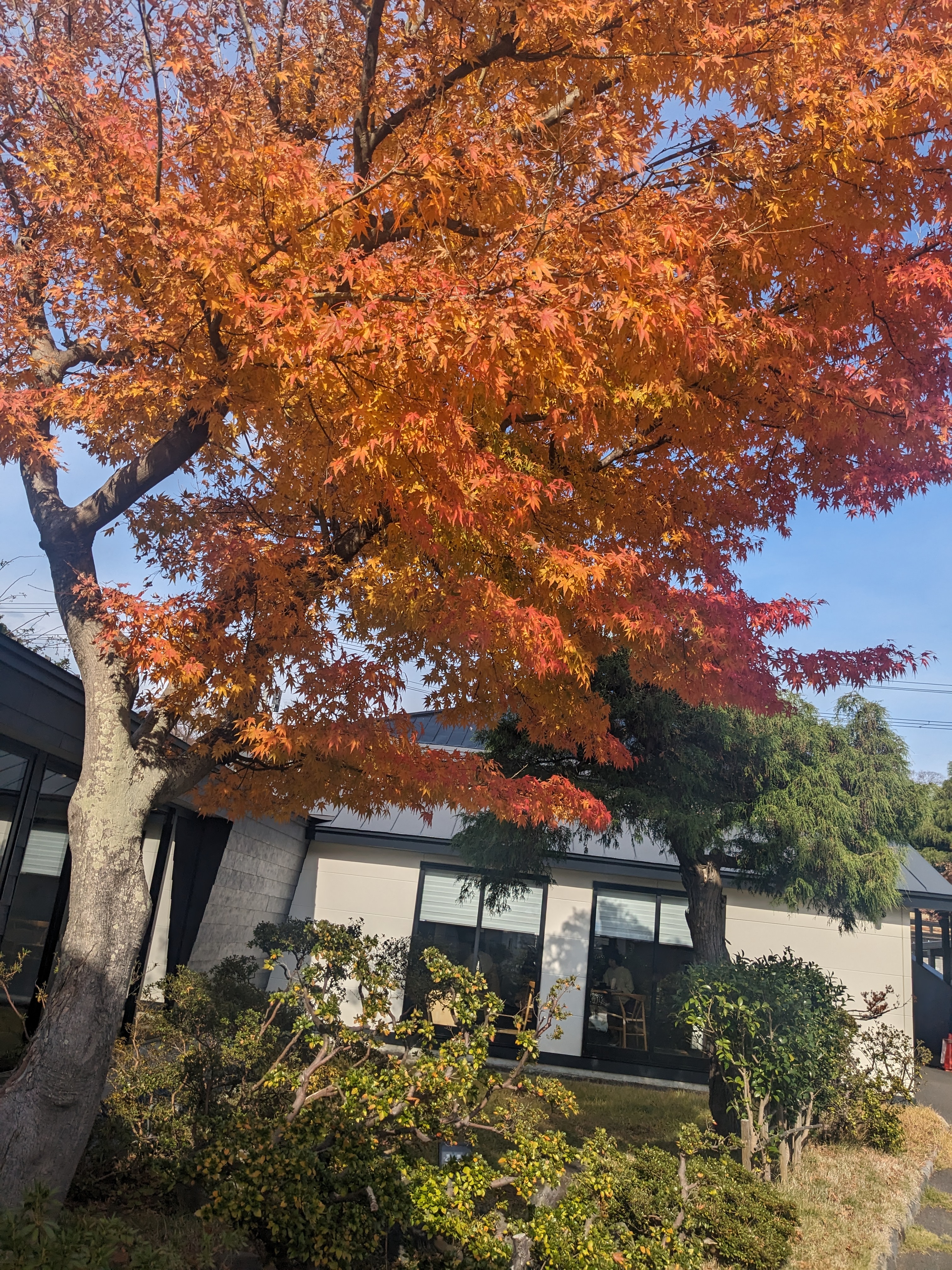 秋の終わり🍁
