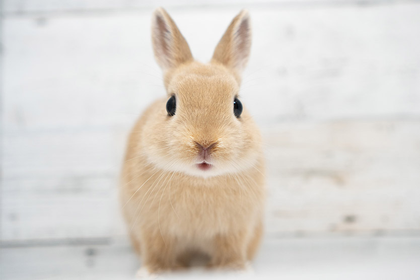 飛躍の年に🐰